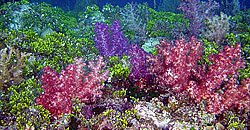 Barriera Corallina